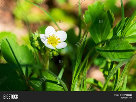 Wild Strawberry Image & Photo (Free Trial) | Bigstock