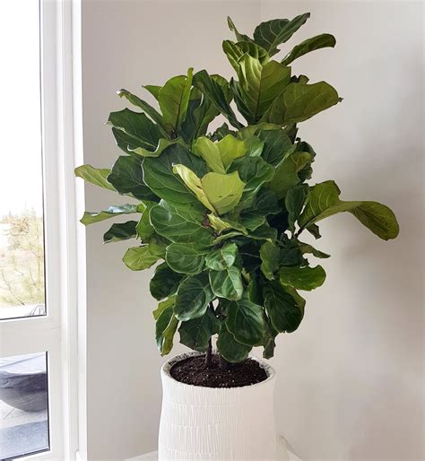 Fiddle Leaf Fig – Ficus Lyrata | Passionate Blooms