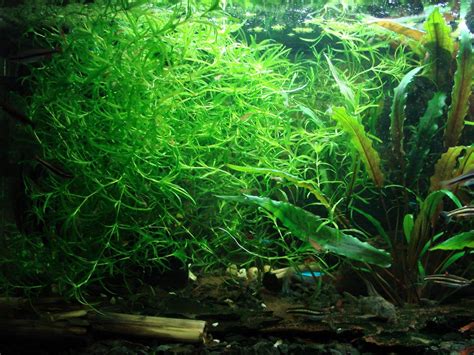 Guppy grass aquarium live plant Najas Guadalupensis by Proximus N1 ...