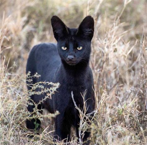 🔥 An extremely rare melanistic serval, captured by Katya Ignatiev. : r ...