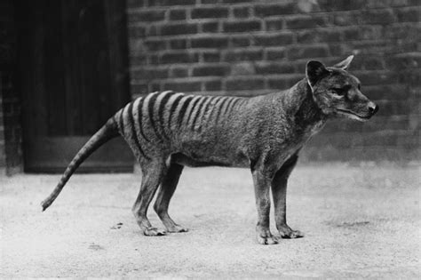 Thylacine Tasmanian Tiger