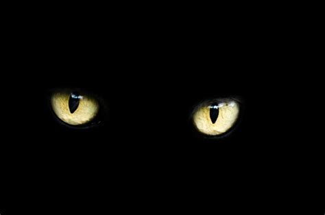 Cat's eye HD wallpaper | Wallpaper Flare