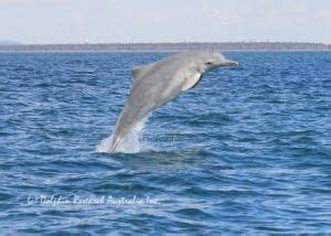 Australian Humpback Dolphin - Dolphin Research Australia.Org