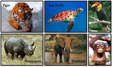 Sains Tahun 6: Endangered Species