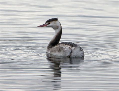 Great Crested Grebe in Winter Plumage on Lake with Ripples Stock Image ...