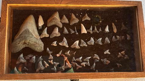 Megalodon Shark Teeth