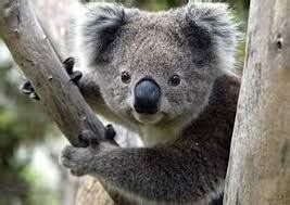 Koala fingerprints are similar to human fingerprints – Wonderfulinfo