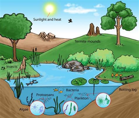 what is ecosystem Draw a image of ecosystem - Social Science ...