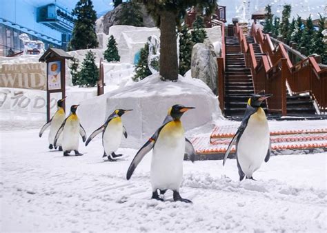 Ski Dubai- Ticket, Timing, and Advice for Visitors in 2024