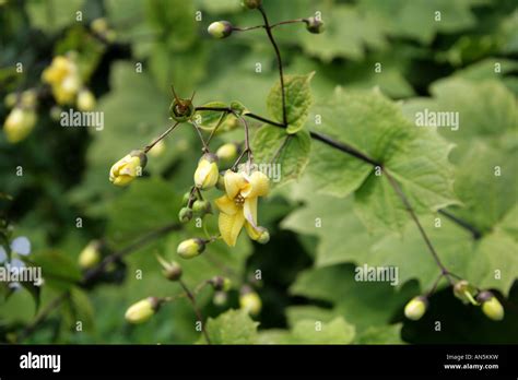 Yellow Wax Bells, Kirengeshoma palmata, Hydrangeaceae, Korea Stock ...