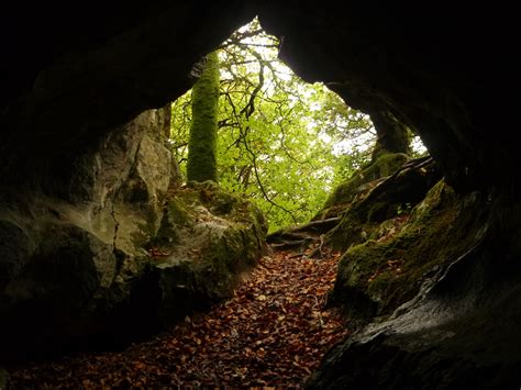 Cave entrance (photo: Sean Fagan) | Yew wood, Cave entrance, Tree