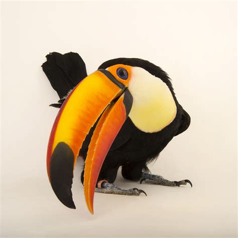 Toco Toucan Habitat