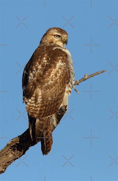 JUVENILE RED TAILED HAWK IDENTIFICATION - Wroc?awski Informator ...