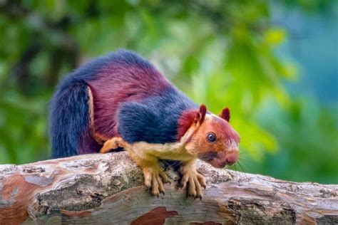 The Indian giant squirrel or Malabar giant squirrel is a large tree ...