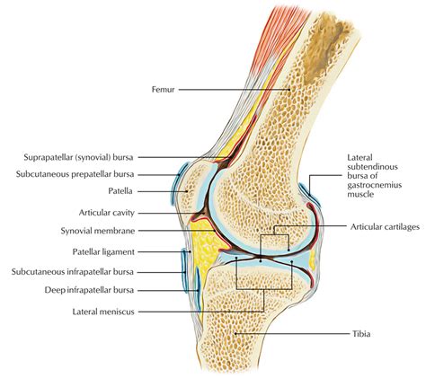 Knee Bursa – Earth's Lab