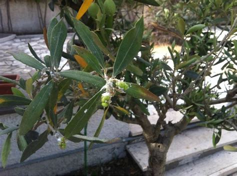 Olive tree diseases - Complete Gardering