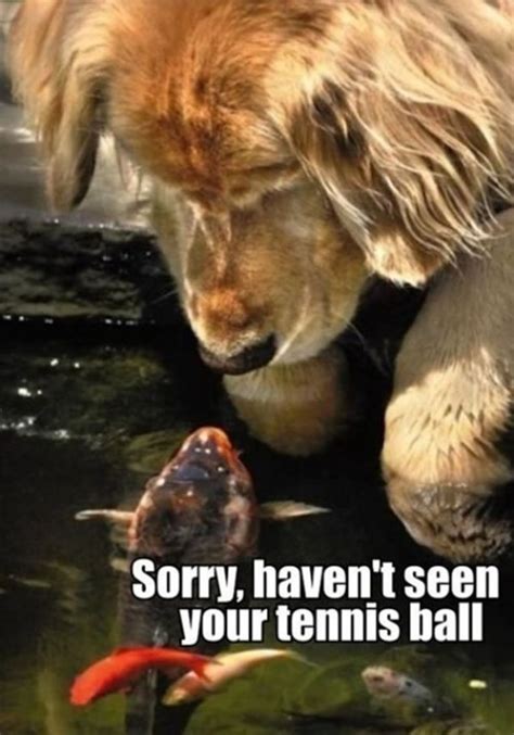 Picture Gallery Of Animals With Funny Captions