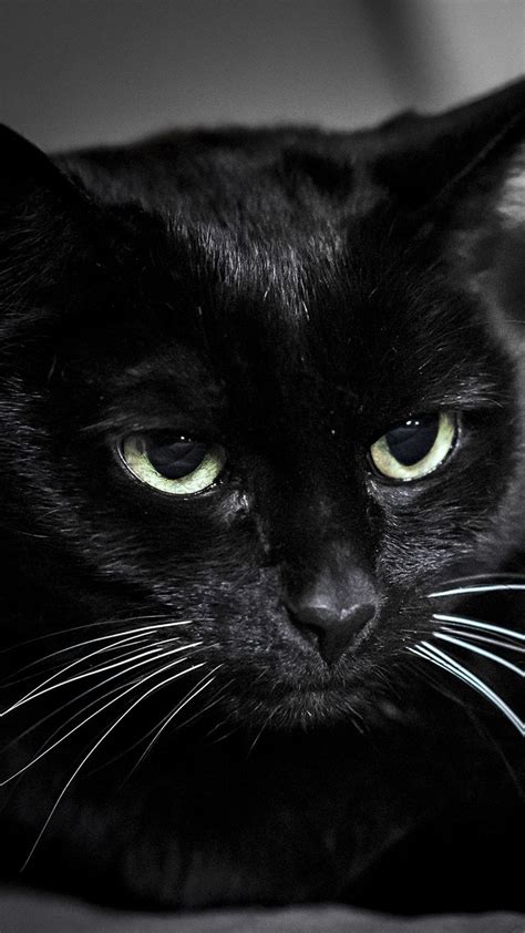 Black Cat Eyes Wallpaper (69+ images)