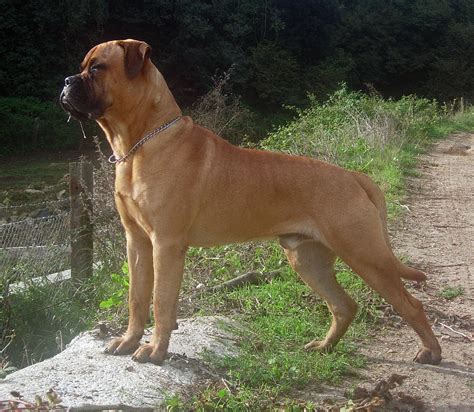 Bullmastiff - Temperament, Lifespan, Shedding, Puppy