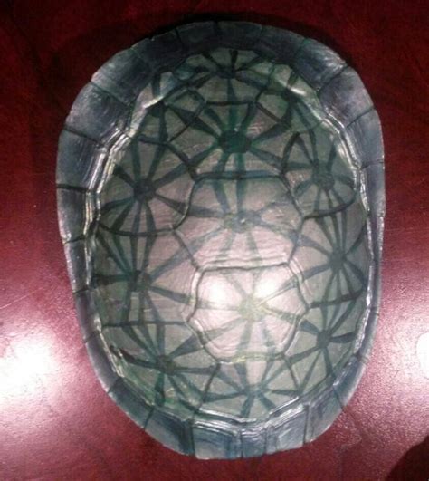 Painted turtle shell | Turtle painting, Turtle shell, Turtle