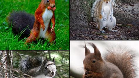 What Types of Squirrels Are In North Carolina? | Critter Control of the ...