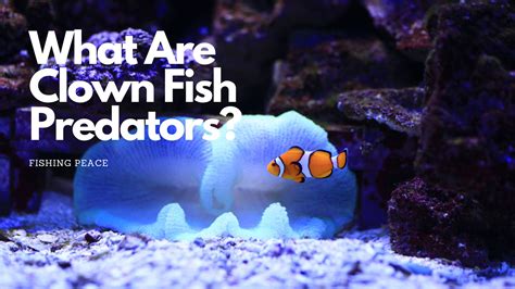 What Are Clown Fish Predators? - Fishing Peace