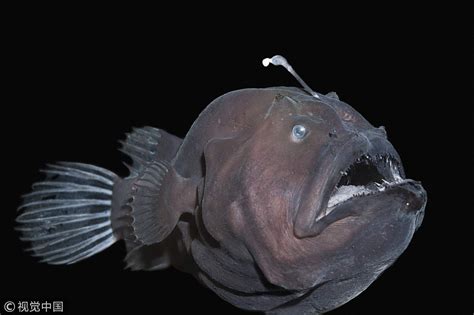 “OMG! Unbelievable Discovery: Mind-Blowing Life of Anglerfish in the ...