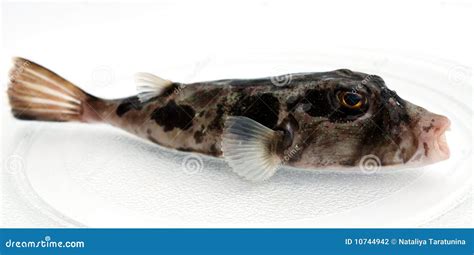 Predatory fish stock photo. Image of teeth, fish, full - 10744942