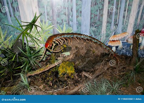 Prehistoric Giant Centipede Stock Photo - Image of wild, brown: 118603368