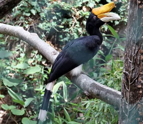 Rhinoceros Hornbill | The Animal Facts | Appearance, Diet, Habitat