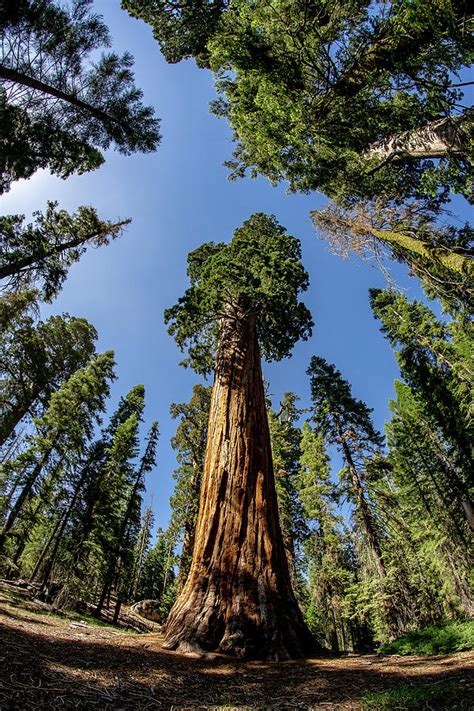 California Giant Sequoia Tree Photograph by Daniel Woodrum - Pixels