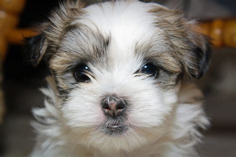 The Maltese Shih Tzu Complete Mix Breed Guide Animal Corner, 42% OFF