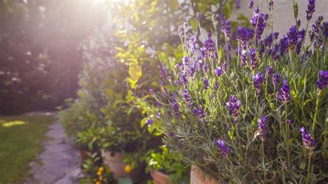 Best shrubs for containers: 12 shrubs to impress in pots | Homes & Gardens