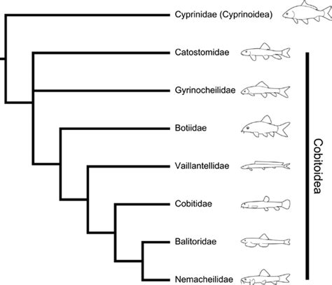 Hypothesized relationships among families of Cypriniformes as inferred ...