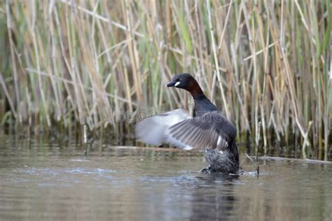 Little Grebe stock image. Image of grebe, plumage, little - 58257497