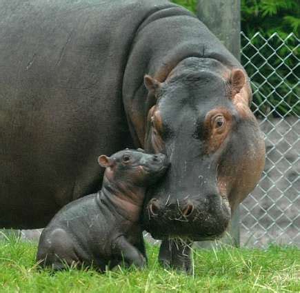 Courageous Mother Hippo Defends Calf Amidst Chaos of Hippopotamus Pod ...