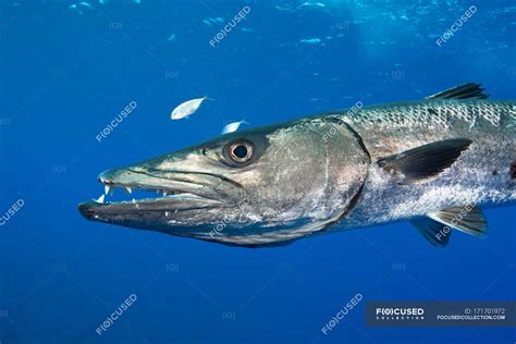 Side view of barracuda fish under water — Underwater View, Open Mouth ...