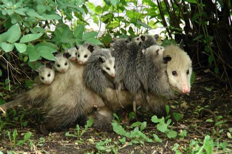 Possum Babies