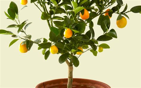 Indoor Lemon Tree Care - GardenAdvice.co.uk