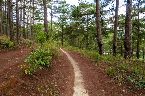 Path Road Forest Pine - Free photo on Pixabay - Pixabay