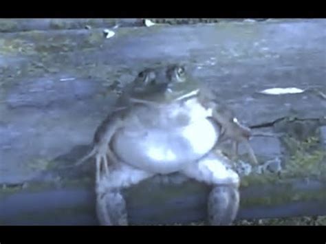 The Best 9 Sad Frog Meme Gif - bagmennetpics