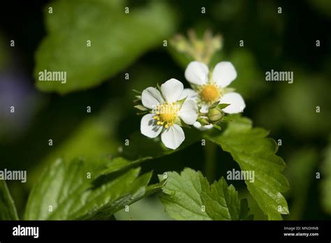 wild strawberry flowers Stock Photo - Alamy