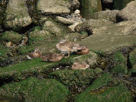 Gadwall Ducklings - The HUDSON RIVER PARK Companion