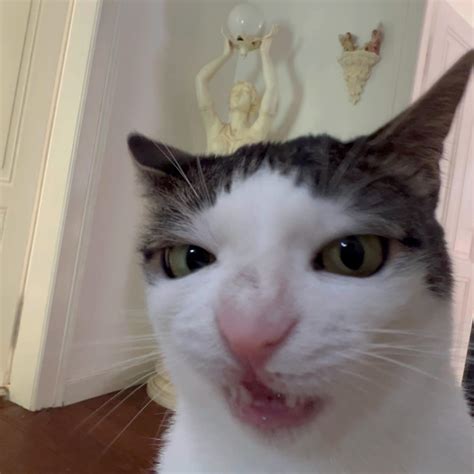 What is the viral crunchy cat meme on TikTok? - Dailynationtoday