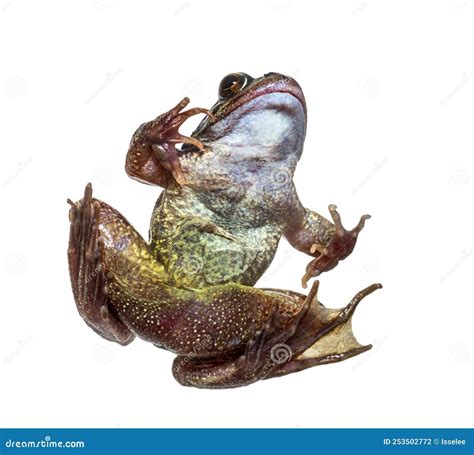 Frog Top View Isolated Royalty-Free Stock Photo | CartoonDealer.com ...