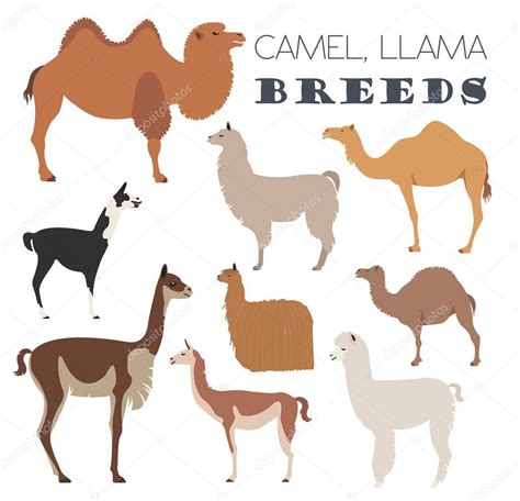 Camel, llama, guanaco, alpaca breeds icon set. Animal farming — Stock ...