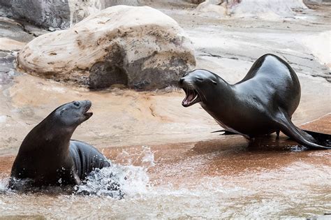 California Sea Lion Habitat