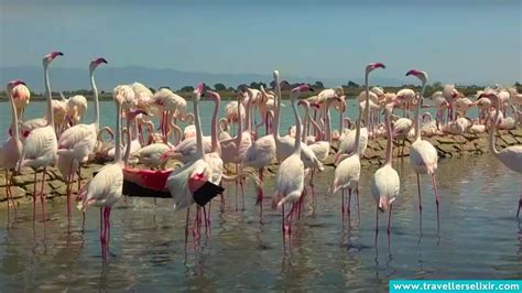 Where To See Flamingos In Sardinia - 2024 Guide