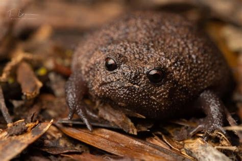 13 Grumpy Black Rain Frog Facts - Fact Animal