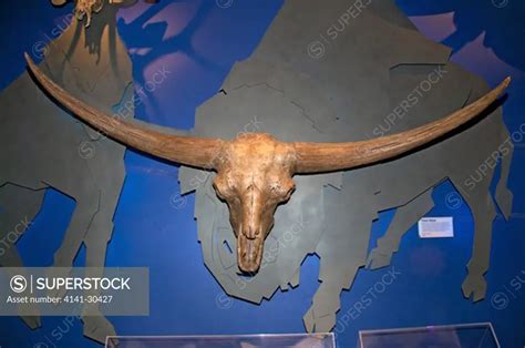 skull of giant bison (bison latifrons) bison latifrons is an extinct ...